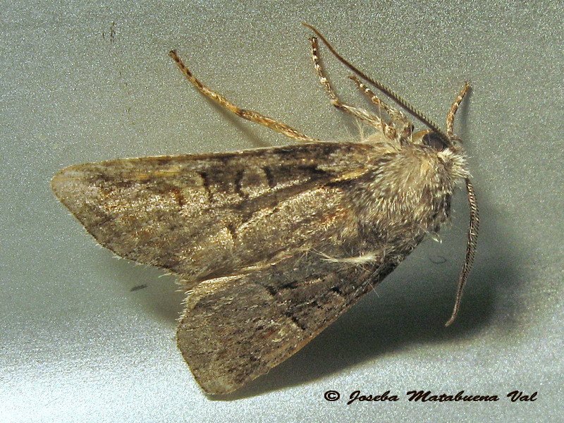 Noctuidae a determinar 2 - Brachylomia viminalis